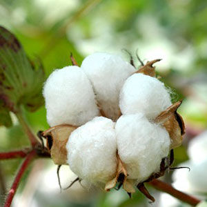 Cotton Fibre