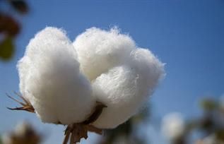 Natural, 11/8 mm, 4.0 - 4.9 micron, For spinning yarn