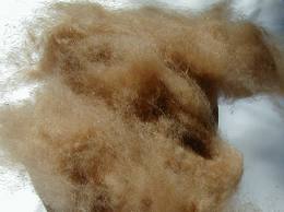 Greige, 2.5 to 12.5 cm, Micron 17 to 30, Making Yarn