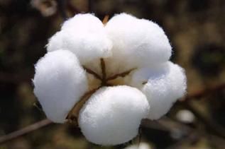Greige, 29 mm( shankar 6 ) 28 mm( J34 ), 28.5 & 29mm( Mech1 ), -, For making yarn