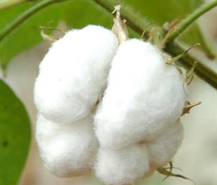 Greige, 32mm, 3.5 to 4.9 microns, For Yarn Manufacturing
