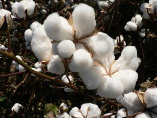 Greige, 22mm - 40mm, 2D, 4D, For Cotton Yarn