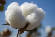 Cotton Fibre