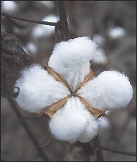 Cotton Fibre