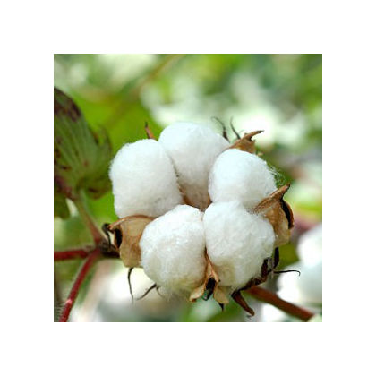 Cotton Fibre