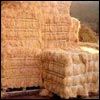 Coir Fibre