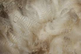 Wool Fibre