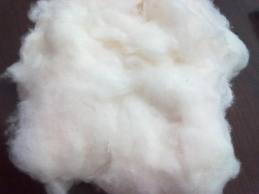 Cotton Fibre