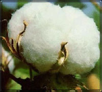 Cotton Fibre