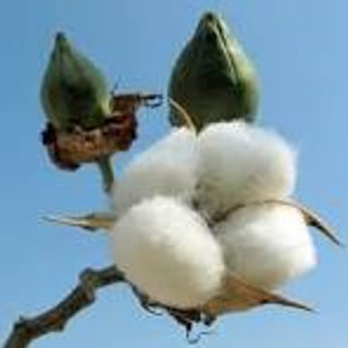 Greige, ≥ 28.6, 3.5 - 4.9, Raw Cotton