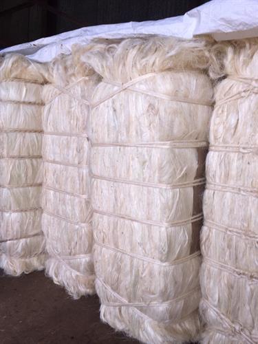 Sisal Fibre