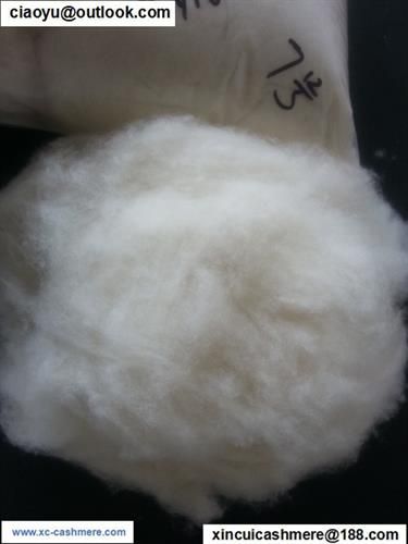 Wool Fibre : Greige, 22-40 mm, 22-34 Micron, For wool yarn, wool shawl ...