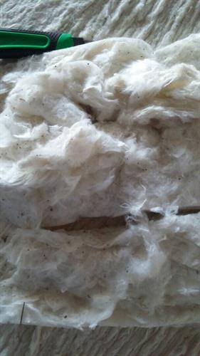 Cotton Fibre