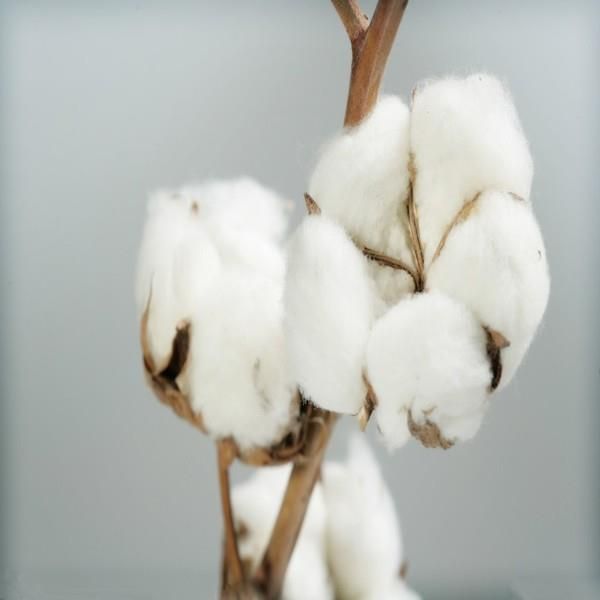 Raw Cotton Fibre