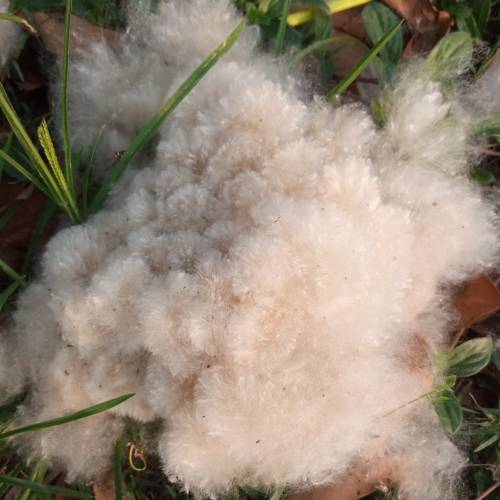 Kapok Fibre
