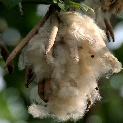 Natural Kapok Fibre