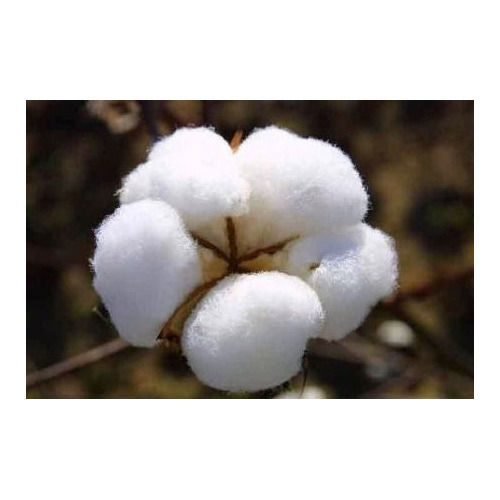 Raw Cotton Fibre