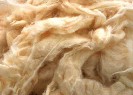 Cotton Fibre