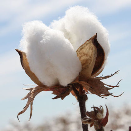 Raw Cotton Fibre