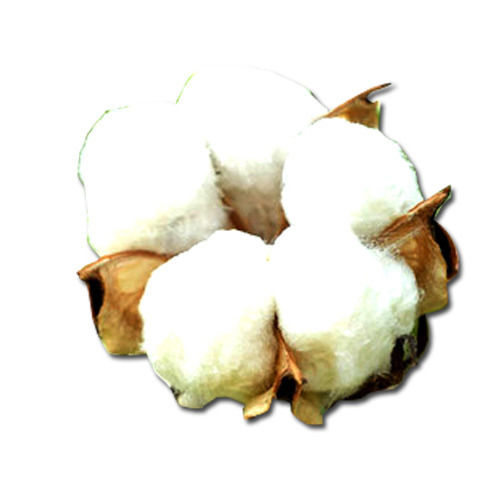Cotton Fibre