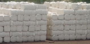 Cotton Fibre