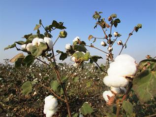 Cotton Natural Fibre