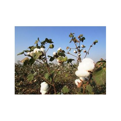 Cotton Natural Fibre