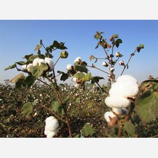Cotton Natural Fibre