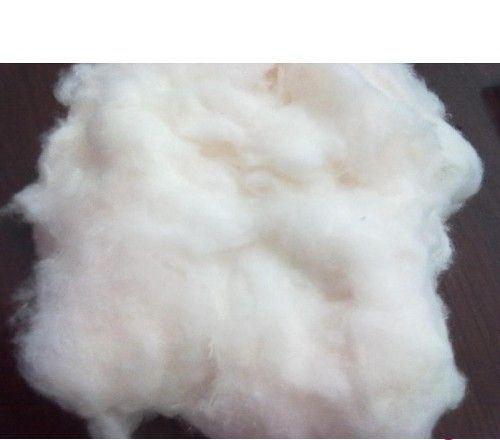 Cotton Fibre