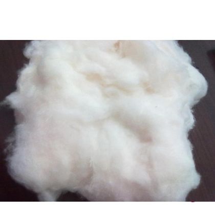 Cotton Fibre