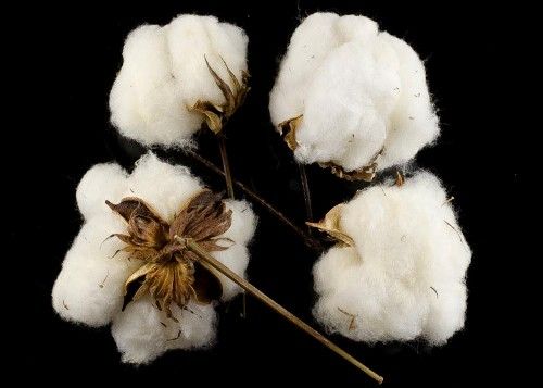 Raw Cotton Fiber