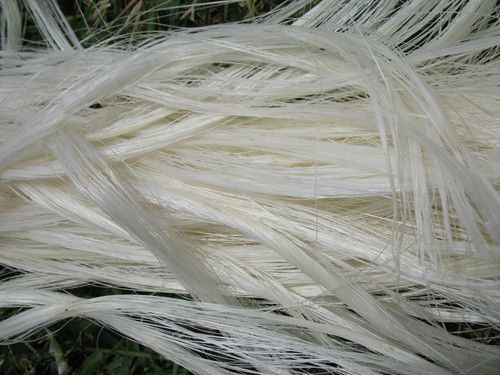 Sisal Fibre