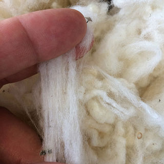 Raw Wool Fibre