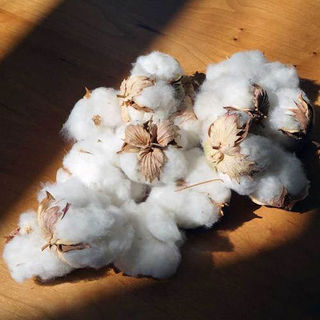 Raw Cotton Fiber
