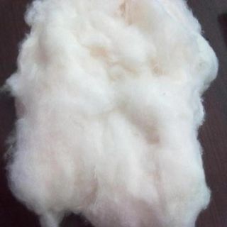Raw White Cotton Fiber