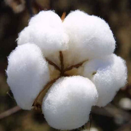 Raw Cotton Fibre