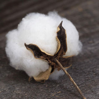 Raw Cotton Fiber Exporter India