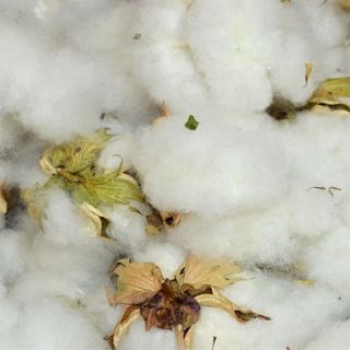 Natural Cotton Fibre Manufacturer