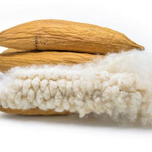Kapok Fibre