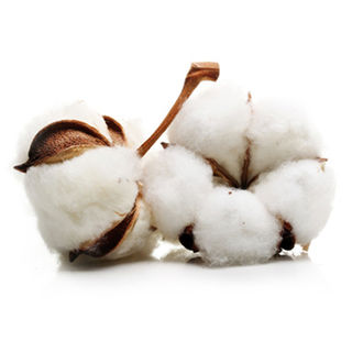 Raw Cotton Fibre