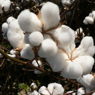 Kapok Raw Cotton Fiber