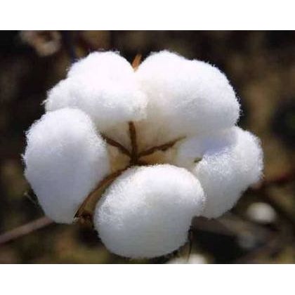 Raw Cotton