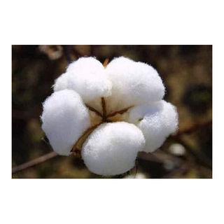 Organic Cotton Fibre