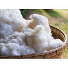Cotton Fibre