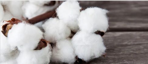 Cotton Fibre