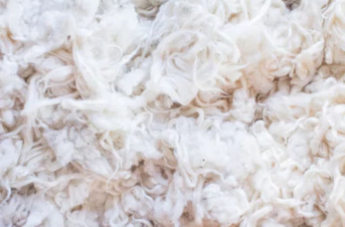 Organic Cotton Fibre