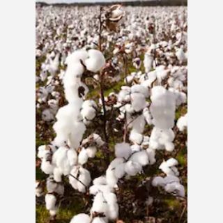 CF US Cotton Fibre