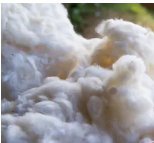 Polyester Staple Fibre