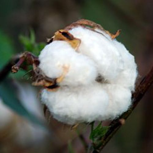 Natural Cotton Fibre