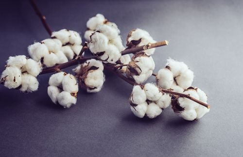 Raw Cotton Fiber